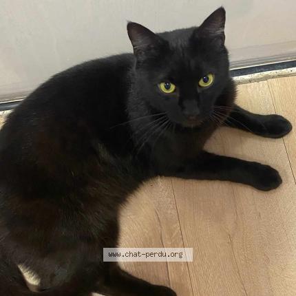 Foto 1/1 Chou Chat perdido en St germain