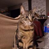 Foto del gato perdido en Froidcul