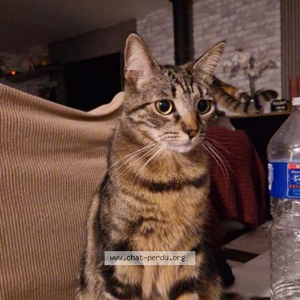 Foto 1/1 Nala Chat perdido en Froidcul