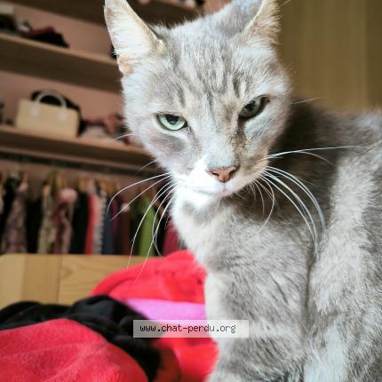 Foto 1/1 Gato encontrado Encontrado en Coutevroult