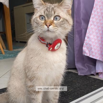 Foto 1/1 Sushi Chat perdido en La chapelle saint mesmin