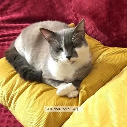 Foto 2/2 Milo Chat perdido en Roubaix