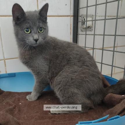 Foto 1/1 Sakura Chat perdido en Ouzouer sur loire