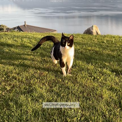 Foto 1/1 Sasha Chat perdido en Grandvaux