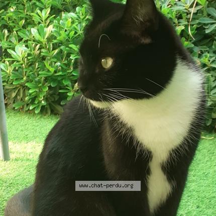 Foto 1/2 Leïa Chat perdido en Talence