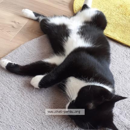 Foto 2/2 Leïa Chat perdido en Talence