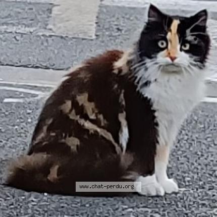 Foto 1/1 Gato encontrado Perdido en Floirac
