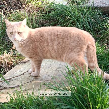 Foto 1/1 Ubu Chat perdido en Saint malo