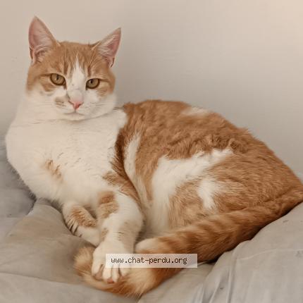 Foto 1/1 Ulysse Chat perdido en Saint malo