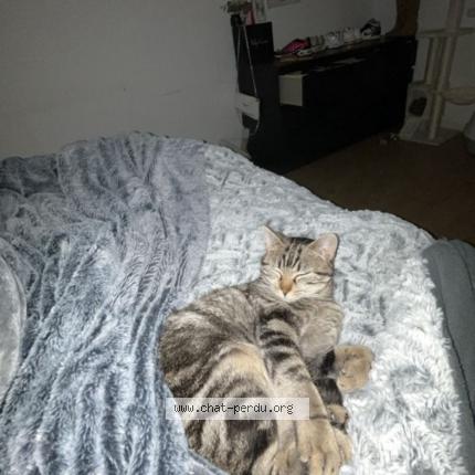 Foto 1/1 Claudia Chat perdido en Sainte foy