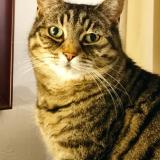 Foto del gato perdido en Blodelsheim