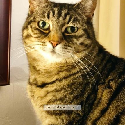 Foto 1/1 Muraine Chat perdido en Blodelsheim