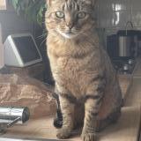 Foto del gato perdido en La Chapelle Sous Dun