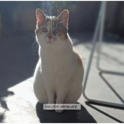 Foto 1/1 Nuage Chat perdido en Gradignan