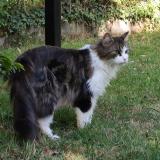 Foto del gato perdido en Avrille