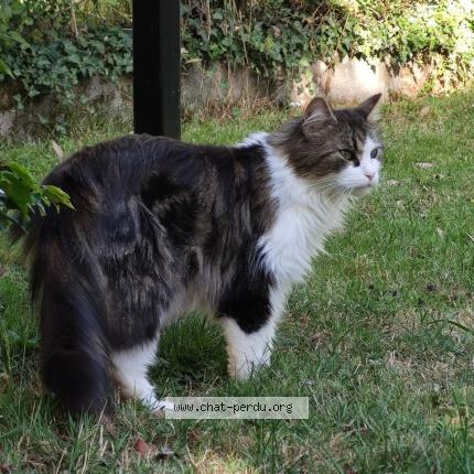 Foto 1/1 Isis Chat perdido en Avrille