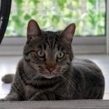 Foto del gato perdido en Bordeaux