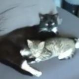 Foto del gato perdido en Equeurdreville Hainneville