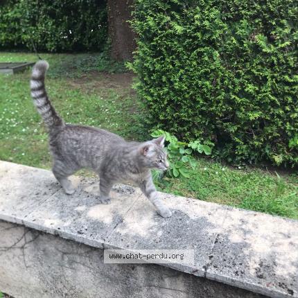 Foto 1/1 Nincha Chat perdido en Tassin la demi lune