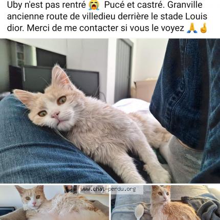 Foto 1/1 Uby Chat perdido en Granville