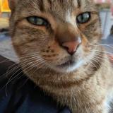 Foto del gato perdido en Vieux Berquin