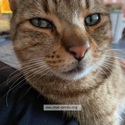 Foto 1/1 Timon Chat perdido en Vieux berquin