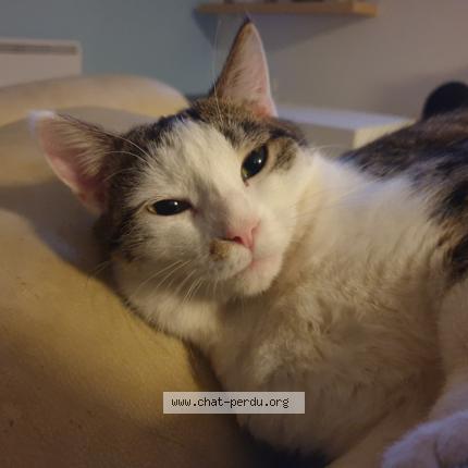 Foto 2/3 Tigresse Chat perdido en Crevecoeur le grand