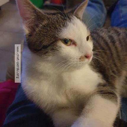 Foto 3/3 Tigresse Chat perdido en Crevecoeur le grand