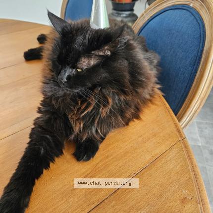 Foto 1/1 Mowgy Chat perdido en Largentiere