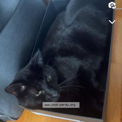 Foto 1/1 Bruno Chat perdido en Longwy