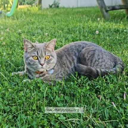 Foto 1/2 Milo Chat perdido en Aulnay sous bois