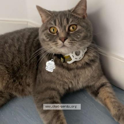 Foto 2/2 Milo Chat perdido en Aulnay sous bois