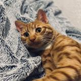 Foto del gato perdido en Neuilly Sur Marne