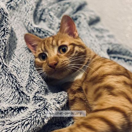 Foto 1/1 RANA Chat perdido en Neuilly sur marne