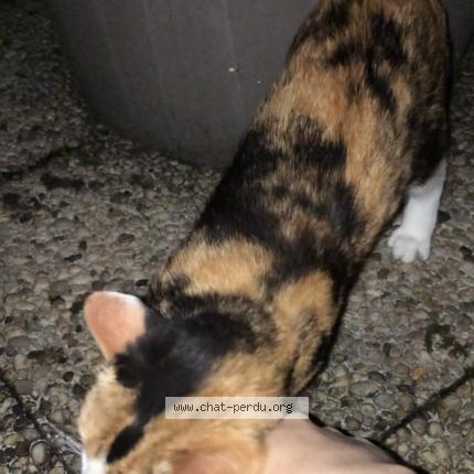 Foto 2/3 Gato encontrado Encontrado en Herouville saint clair