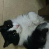 Foto del gato perdido en Nimes