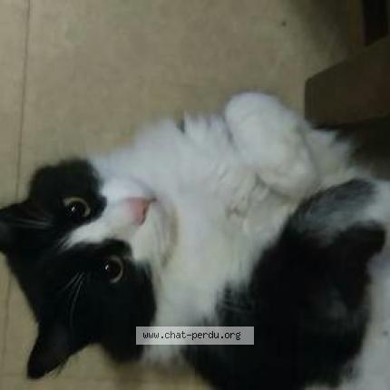 Foto 1/1 Gato encontrado Perdido en Nimes