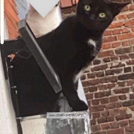 Foto 1/1 Glue Chat perdido en Tourcoing