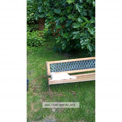 Foto 1/1 Soliana Chat perdido en Villiers sur marne