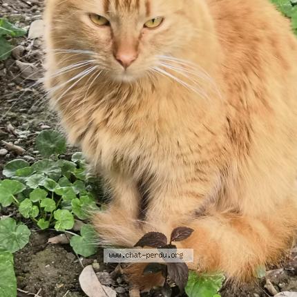 Foto 1/1 Jennifer Theunis Chat perdido en Flourens