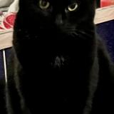 Foto del gato perdido en Saint Jorioz