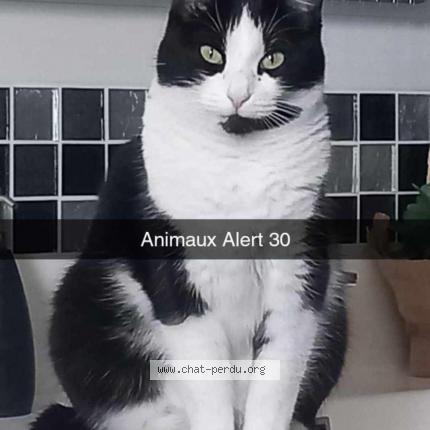 Foto 1/1 Mia Chat perdido en Moussac