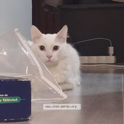 Foto 1/1 Jumo Chat perdido en Rives