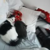 Foto del gato perdido en Mittelwihr