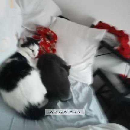 Foto 1/1 Murphy Chat perdido en Mittelwihr