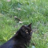 Foto del gato perdido en Veretz