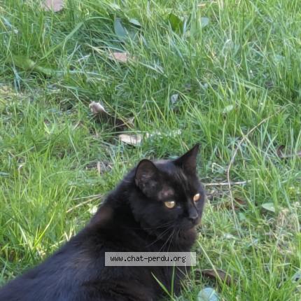 Foto 1/1 Gato encontrado Perdido en Veretz