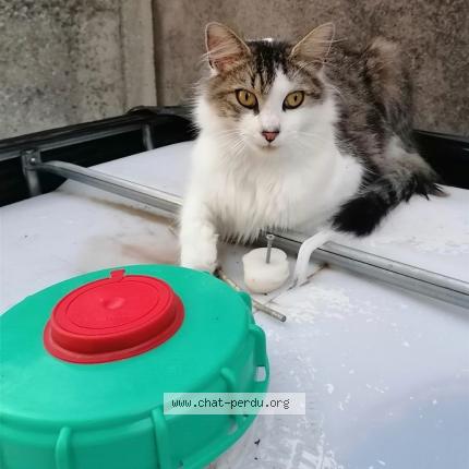 Foto 1/1 Swiffer Chat perdido en Arleux en gohelle