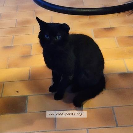 Foto 1/1 Minou Chat perdido en Figari corse du sud