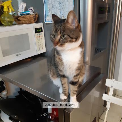 Foto 1/1 Gato encontrado Perdido en Paris